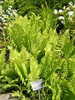 Salix Repens (fam. Salicacees) (Europe, Siberie) (1) (Photo F. Mrugala)